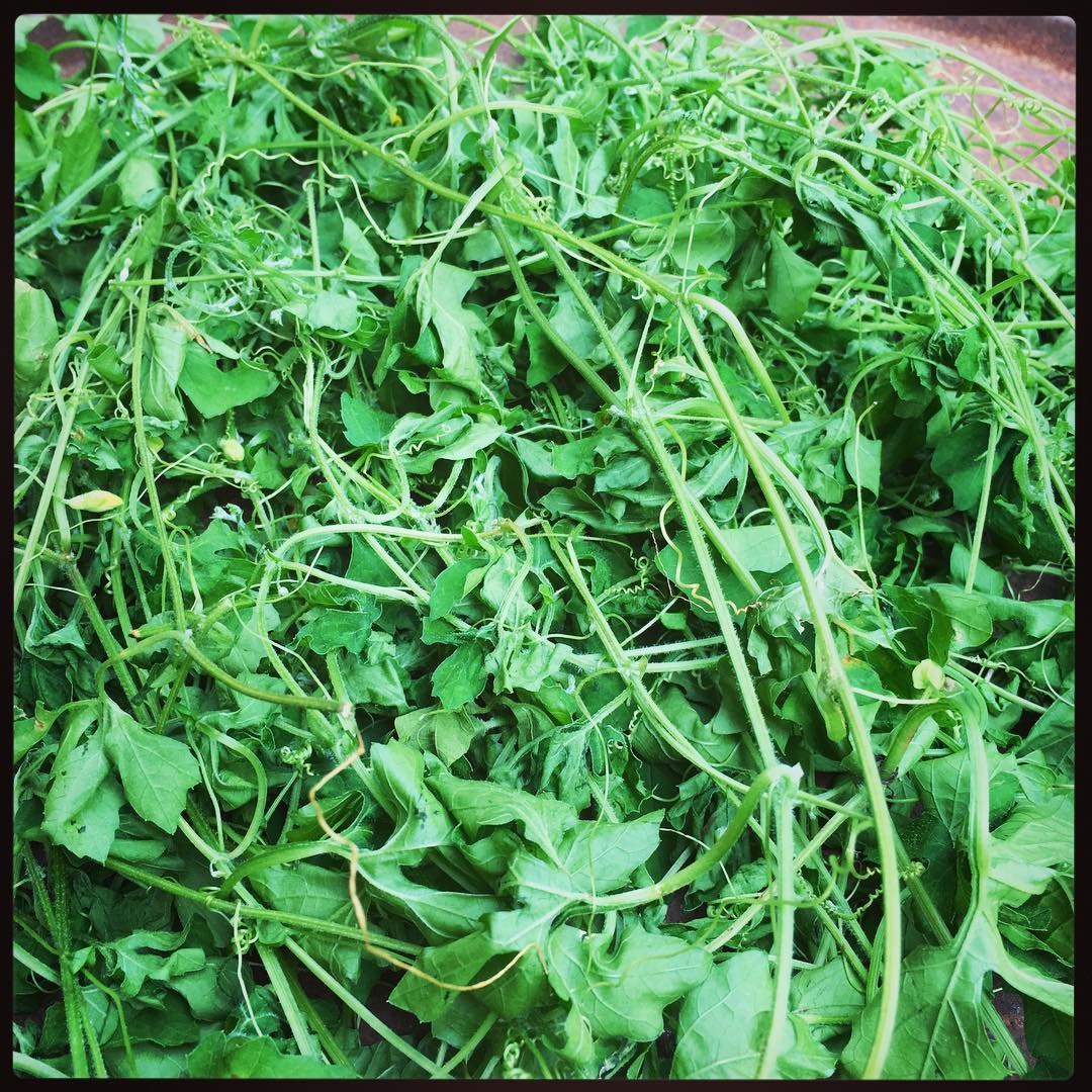 Jamaica Cerasee let's talk about the sweetness of this bitter herb